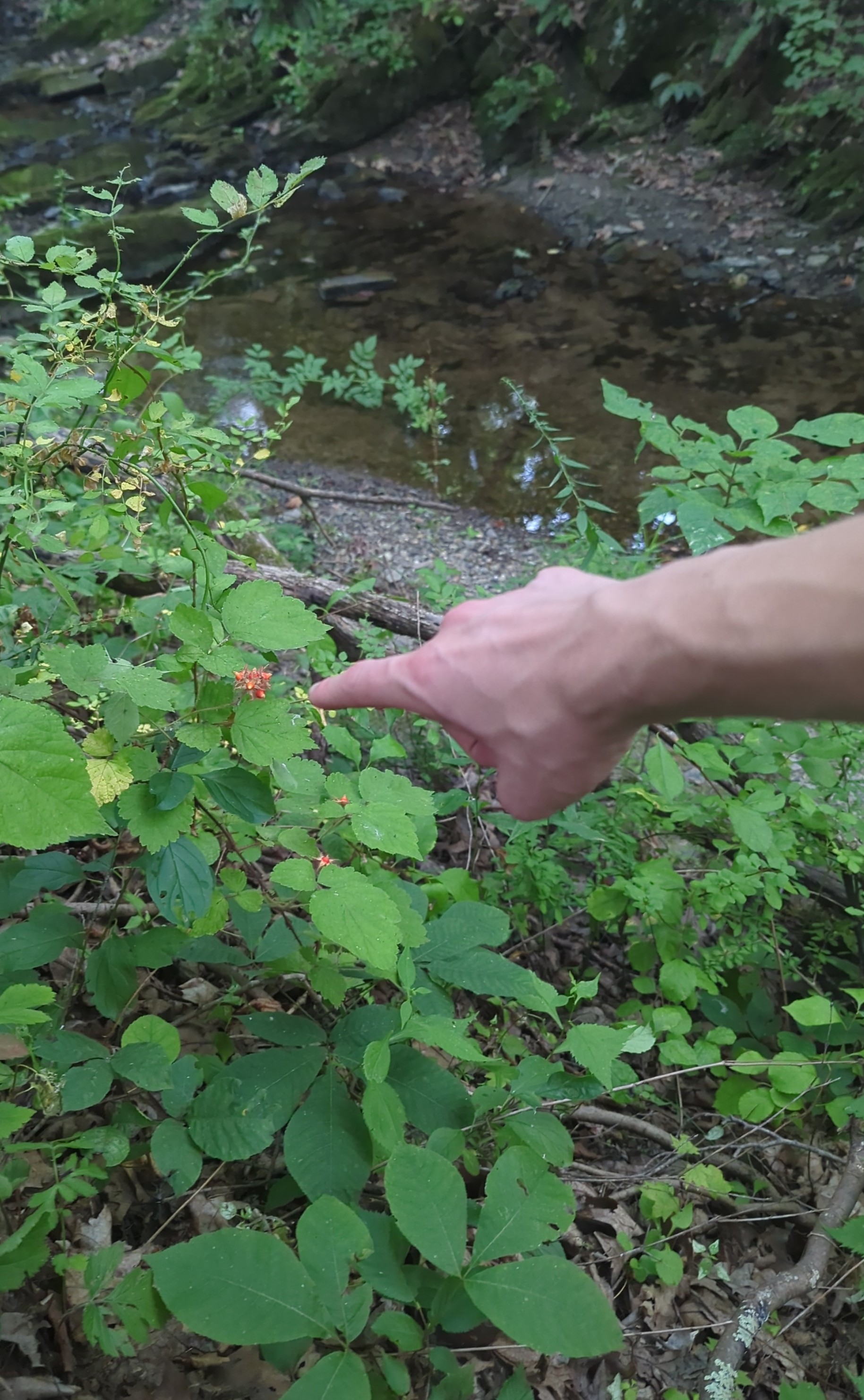 IMG_20250726_191234.jpg