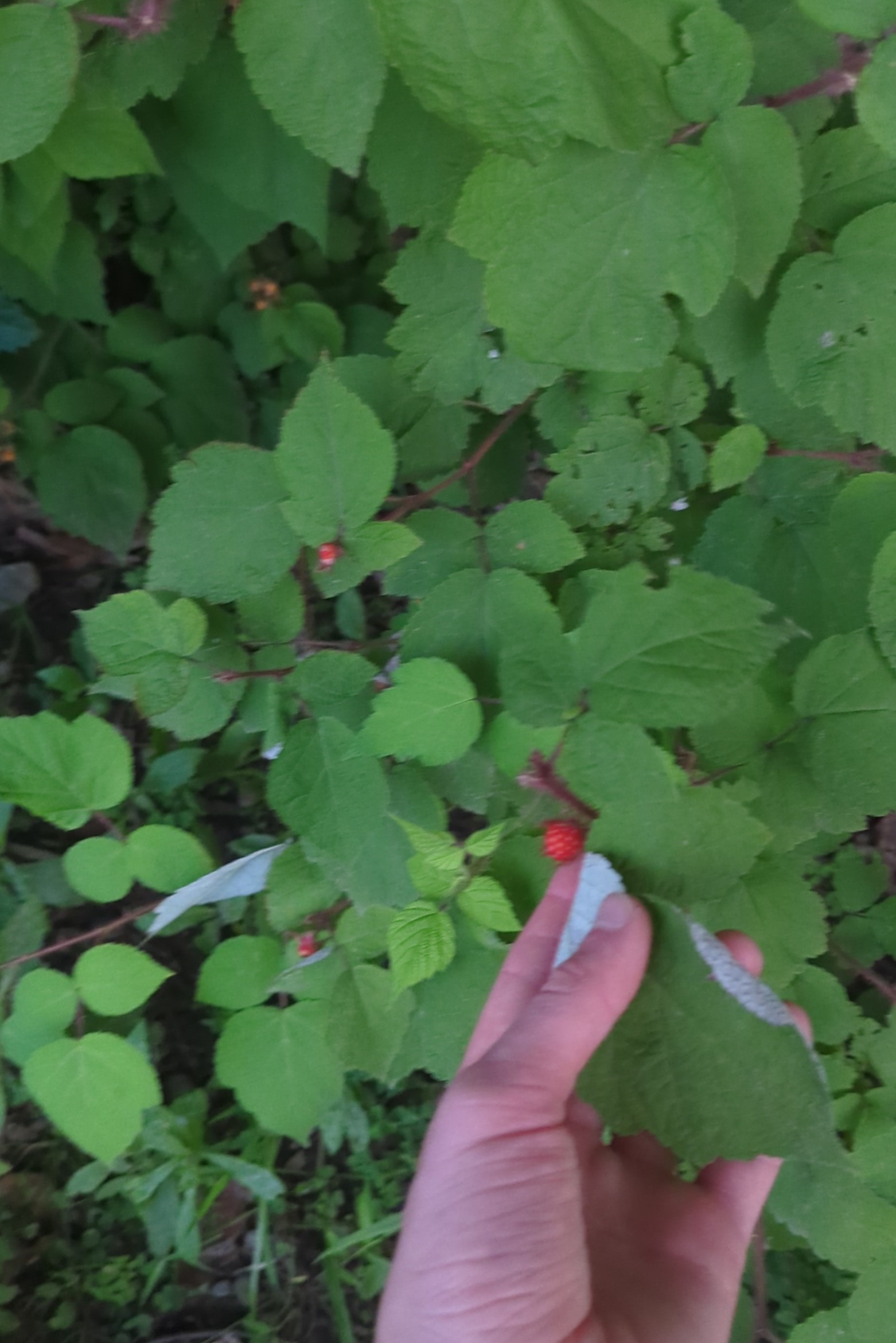 IMG_20250802_201253.jpg